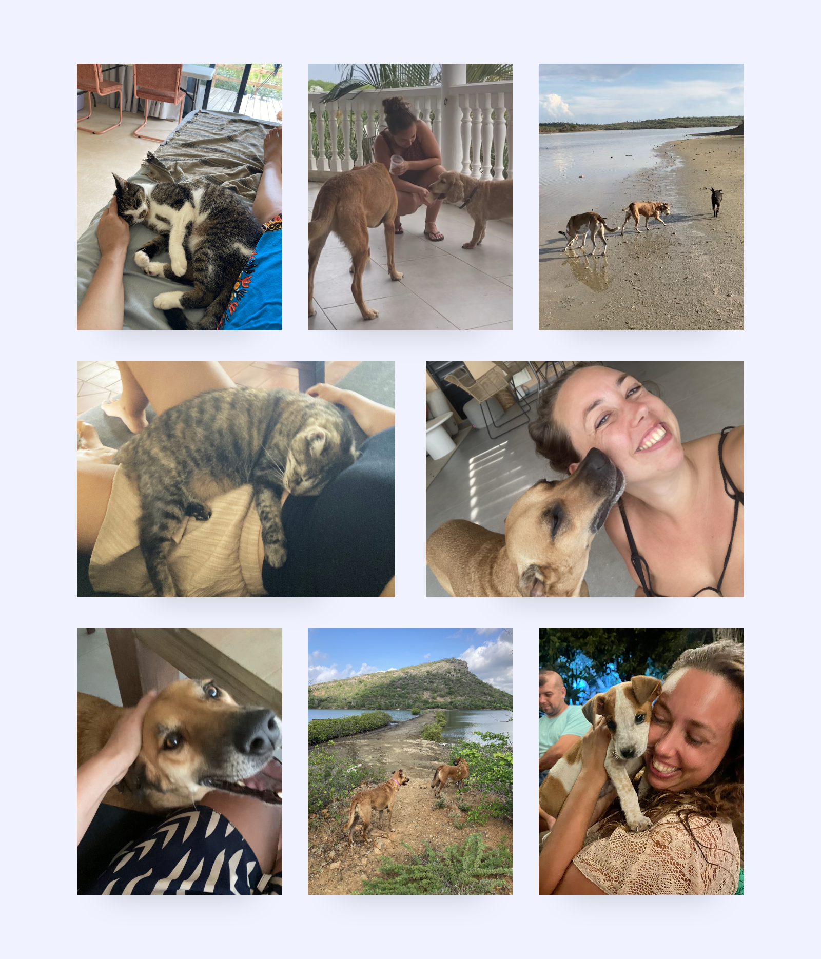honden oppassen huisdieren